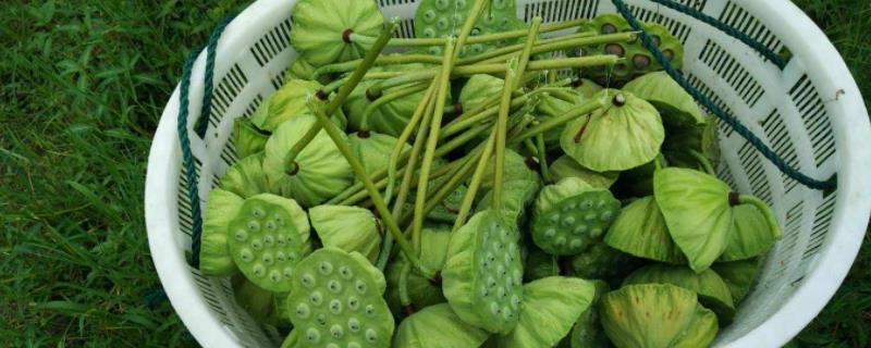 采莲是哪个季节的农事,采收的周期有多长