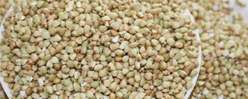 荠麦是不是小麦，燕麦、麦芽是小麦吗？猫草是小麦苗吗