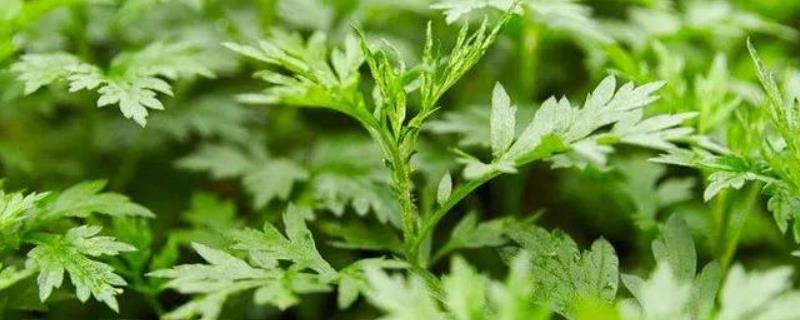 种植艾草一亩补贴多少,亩产多少公斤干货