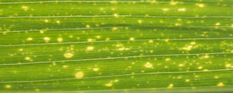 弯孢菌叶斑病防治，附症状特点（弯孢菌叶斑病分级标准）