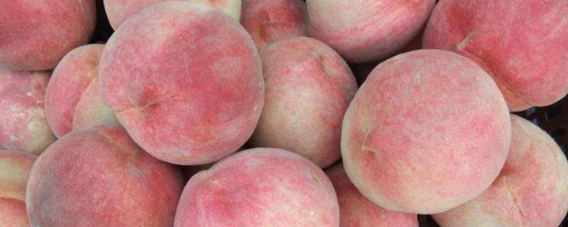 毛桃518品种介绍，毛桃有哪些品种（毛桃518资料）