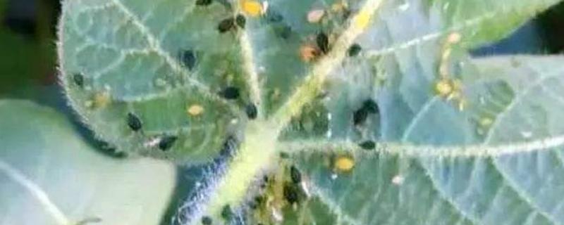 氧化乐果的作用和功效,主要打什么虫