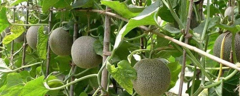 哈蜜瓜怎么种植两广可以种植吗 哈密瓜怎样种植与管理