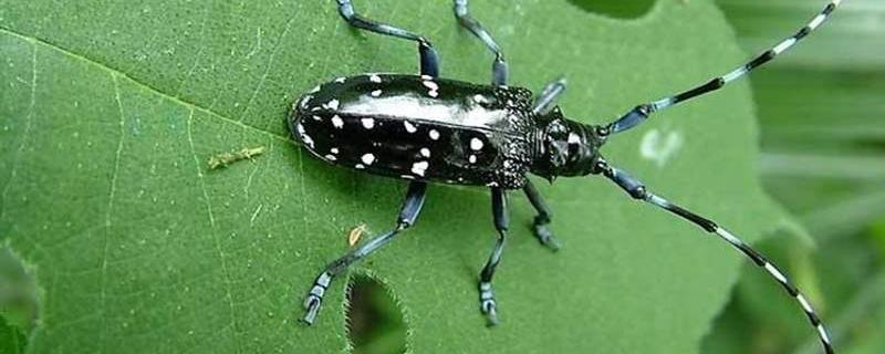 天牛幼虫有什么能力,最怕什么药 天牛幼虫最有可能怕什么