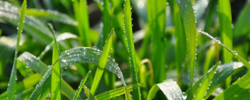 露水会对农作物的生长造成危害吗,对农作物有哪些作用