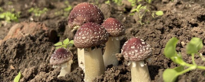 赤松茸种植技术及亩效益,一亩多少成本