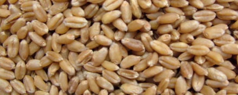 磷酸二氢钾拌麦种的方法,用量是多少