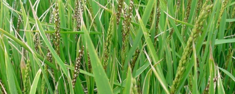 稻瘟灵的作用,可以与什么农药复配,什么时候打好