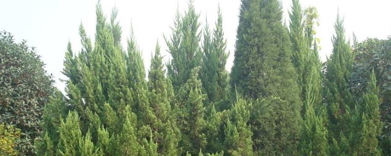 柏树锈病怎么治疗，是怎么引起的 柏树铁锈病用什么药最佳