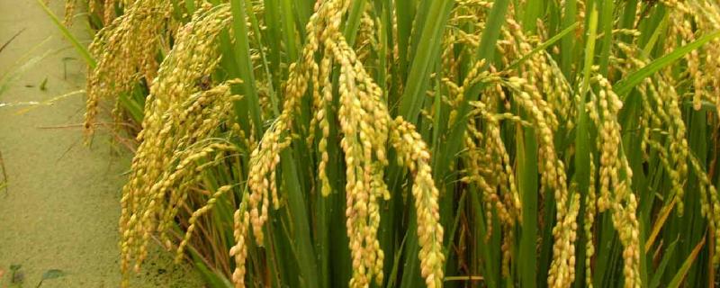 粳稻和籼稻的区别,粳稻主要产自我国哪些地区
