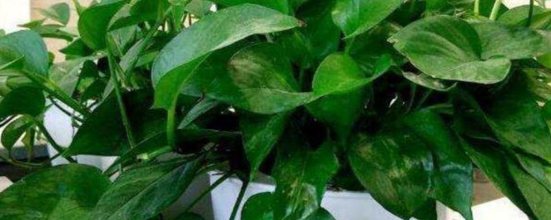 绿萝复合肥一盆施几粒,和营养液能同时使用吗