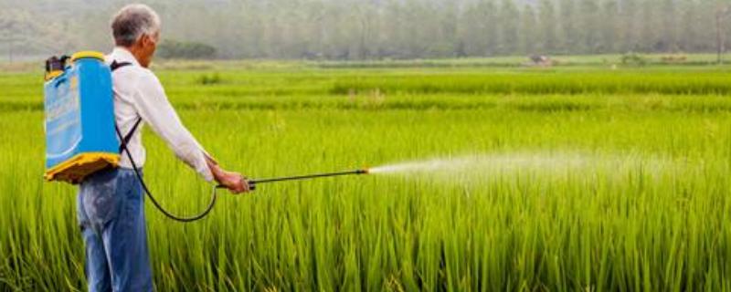 莎稗磷对什么草有用,使用方法