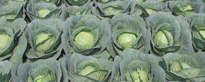 大头菜怎么卖，是什么菜 卖大头菜的叫什么