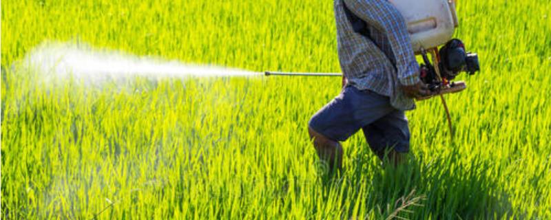 除虫菊酯多久毒性消失,能杀什么虫