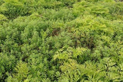 川芎种植技术与栽培管理