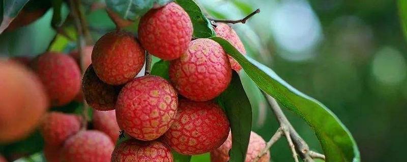 荔枝怎么用多效唑压花,可以和乙烯利混合使用吗