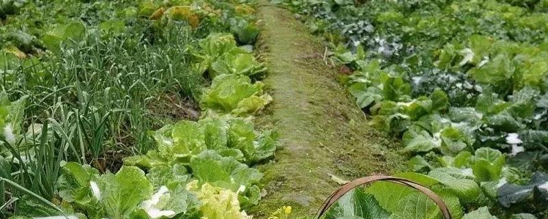 菜园如何科学管理水分,种菜需要什么工具