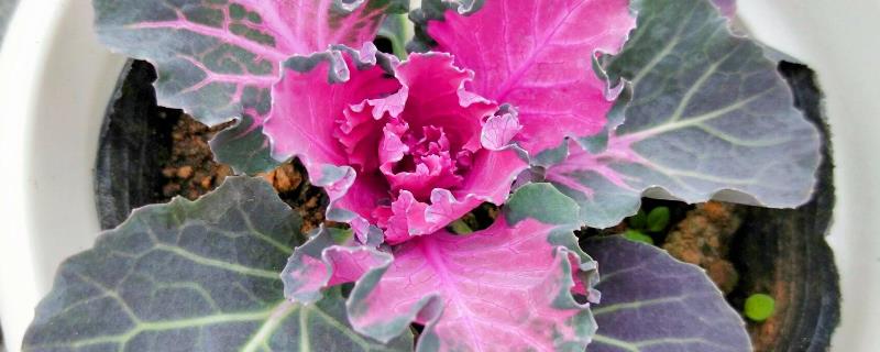 羽衣甘蓝种植方法和注意事项（食用羽衣甘蓝种植方法和注意事项）