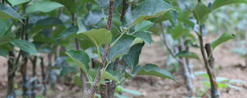 鲁丽苹果苗哪里有 鲁丽苹果种植技术