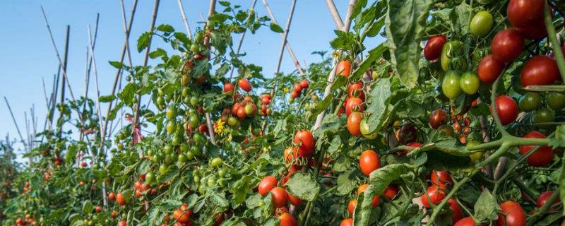 番茄怎么种植方法（番茄的种植方法）
