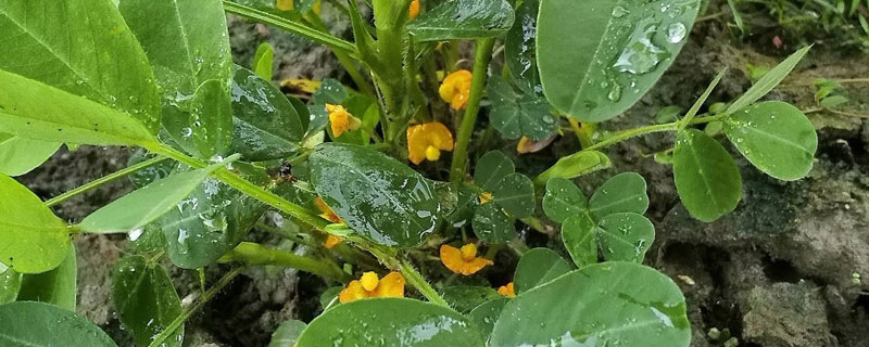 花生控旺药打后几小时下雨没影响 花生控旺药打完几小时下雨不影响