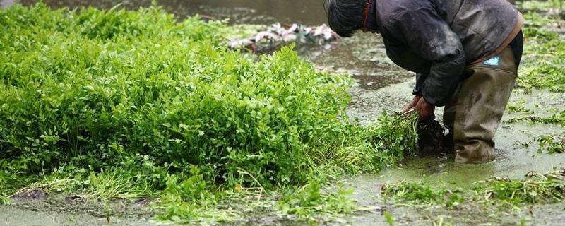 野芹菜怎么种植方法 野山芹的种植方法