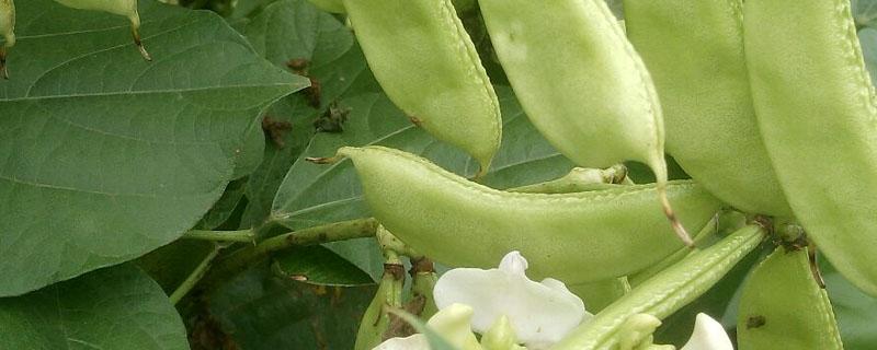 南方白扁豆种植时间（白扁豆的种植技术）