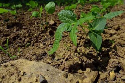 辣椒的种植方法