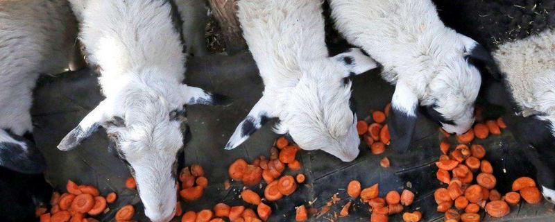 羊喂黄豆的正确方法,好处和坏处分析 羊喂黄豆的正确方法,好处和坏处分析