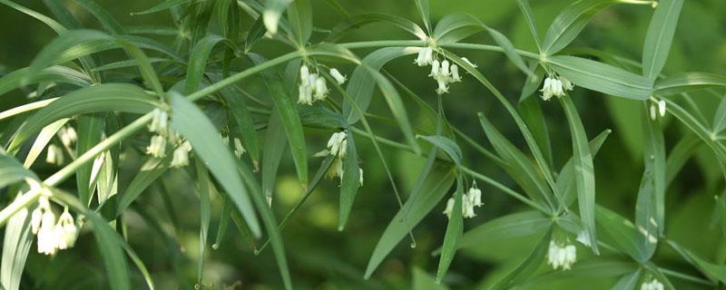 黄精的种植方法和时间 黄精种植条件及技术要点