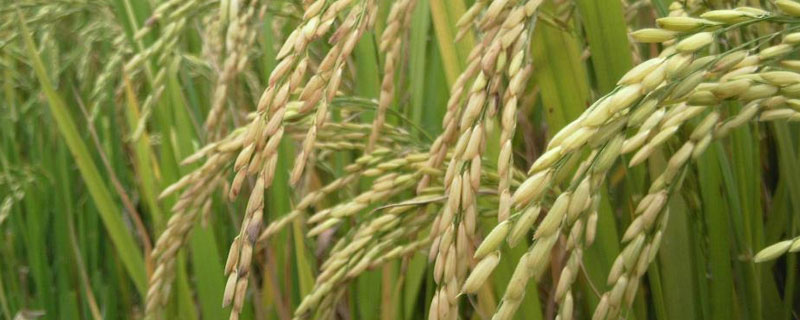 西草净对水稻的危害 水稻田西草净用量