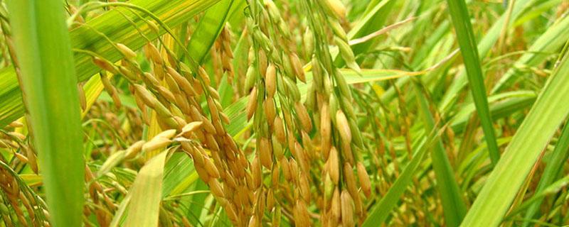 高产千斤旱稻品种（抗旱稻品种）