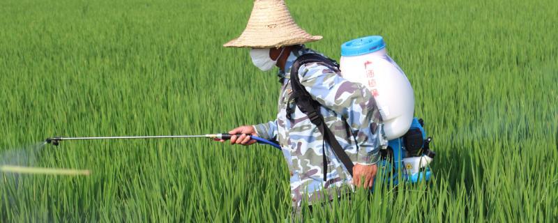 春雷霉素对水稻细菌性褐斑病有效吗（春雷霉素对水稻细菌性褐斑病有效吗）