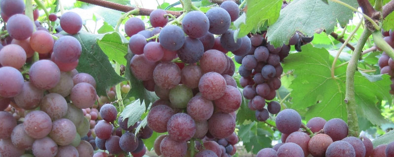 葡萄坐果期可以浇水吗 葡萄成熟期可以浇水吗