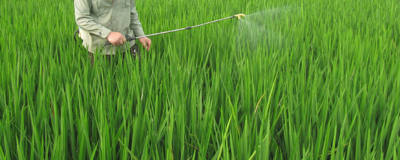 水稻二次封闭药什么时候打 水稻二次封闭药几天能上水