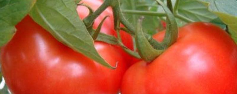 西红柿为什么会烂果,烂果有什么办法 造成西红柿烂果的原因有哪些