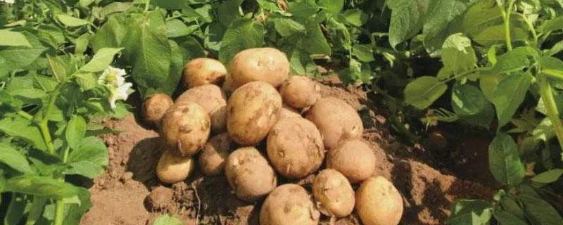 土豆几月份种植几月份收获（土豆几月份种植几月份收获河南）