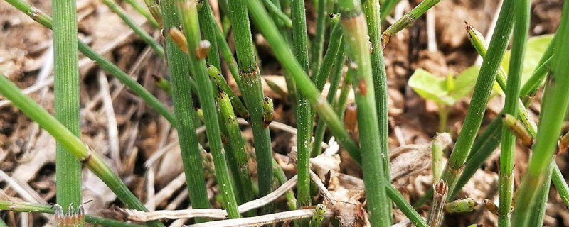 节节草用什么药能除根 节节草用什么除草剂能除根