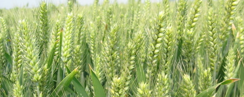 小麦白尖是什么原因,防治方法有哪些（小麦麦尖发白影响产量吗）