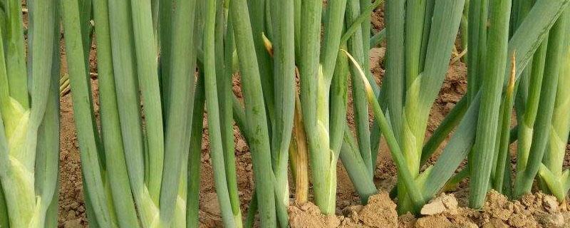 大葱铁锈病打什么药 大葱的锈病打什么药