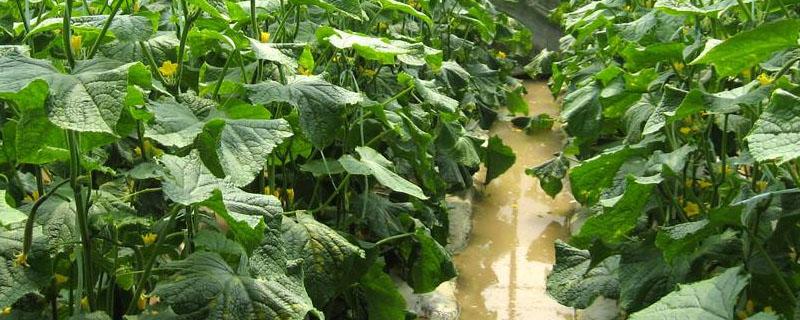 黄瓜尖嘴瓜是什么原因 黄瓜尖嘴的原因