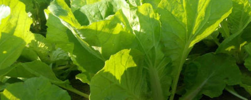 快菜种植技术和时间(快菜种植技术和时间方法)
