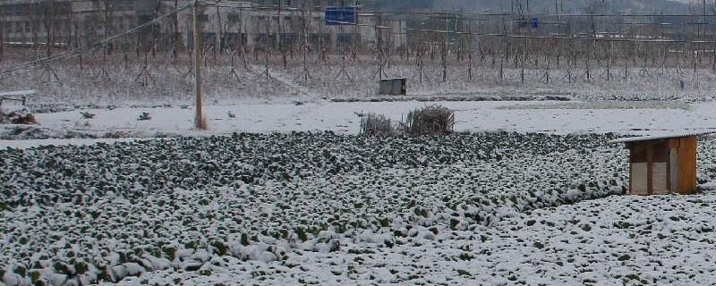 4月下雪对农作物影响 降雪对农作物的影响