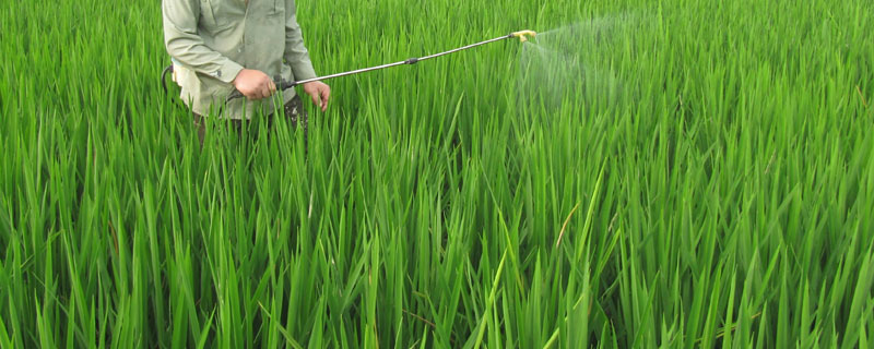 水稻千金的使用方法 水稻田千金子用什么除草剂