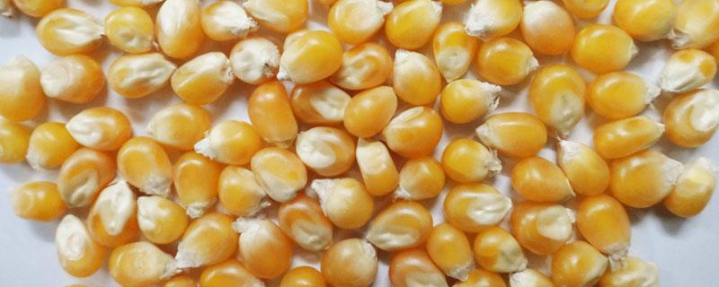 玉米千粒重一般是多少 玉米种子千粒重一般是多少
