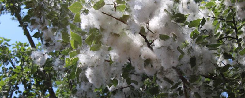 杨絮柳絮几月份开始几月份结束 杨絮柳絮几月份开始几月份结束河南