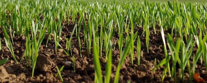 玉米种子染色胚乳着色吗 玉米种子胚和胚乳的颜色