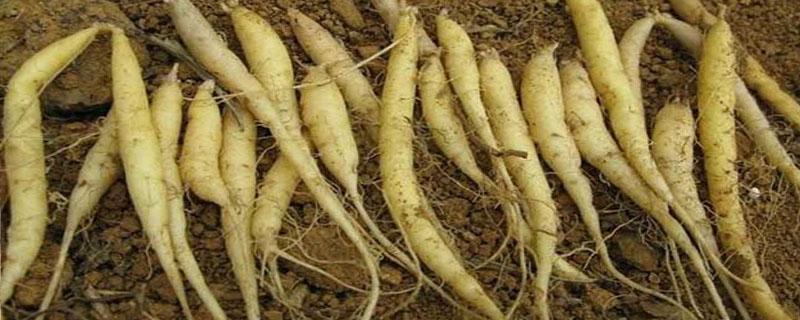 太子参打什么药不生草 太子参打什么药防病