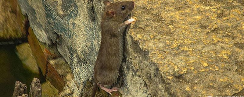 卖溴敌隆老鼠药违法吗(网上销售溴敌隆老鼠药)