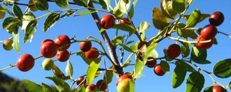河北邢台一亩酸枣种植多少棵（河北邢台酸枣树种植情况）